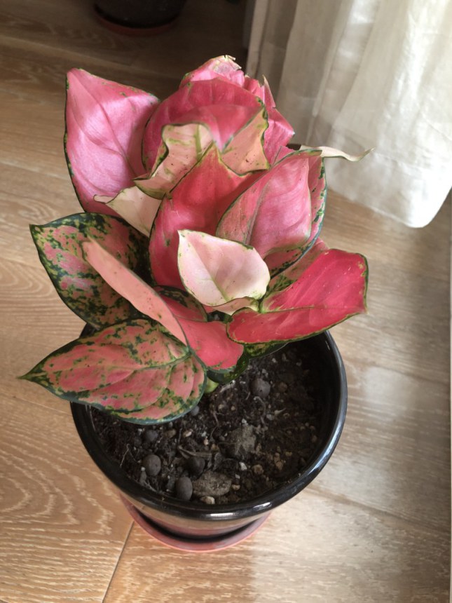 Aglaonema