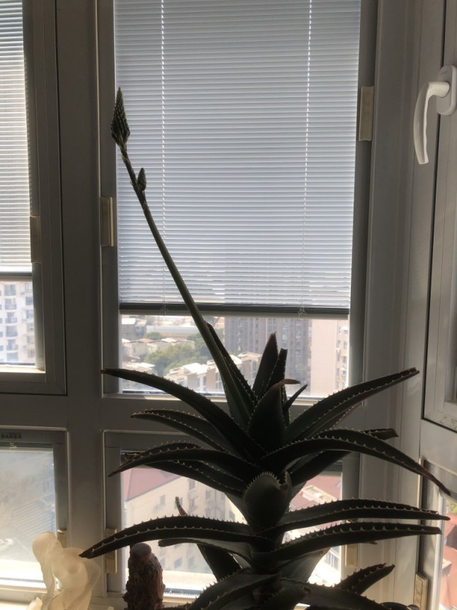 Aloe