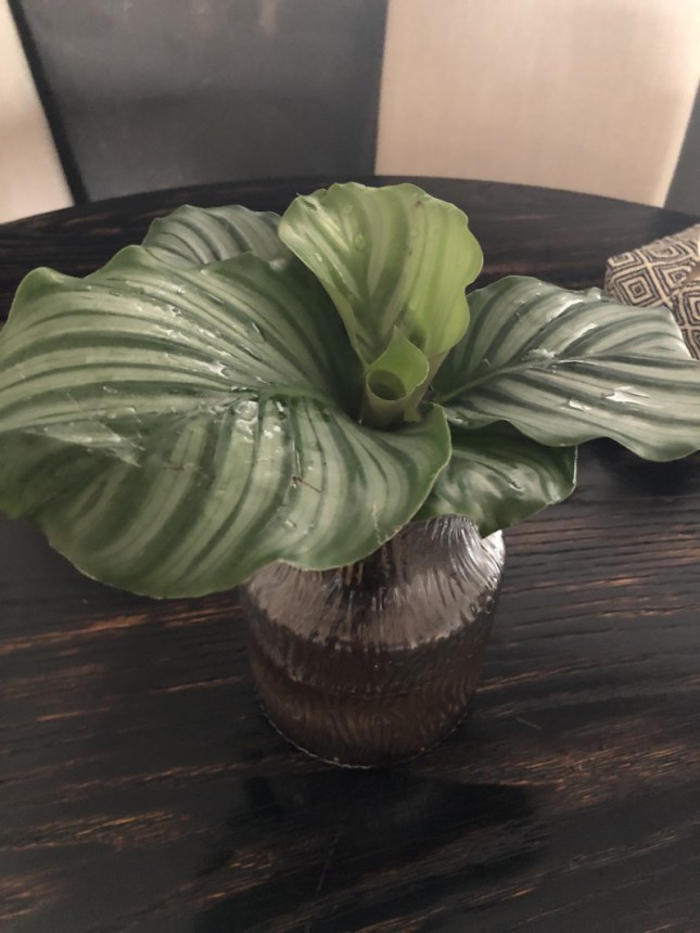 Calathea